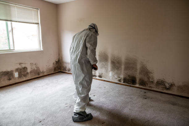 Best Affordable Mold Removal  in USA